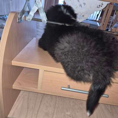 aktuelles Foto Gruppe Australian Shepherd