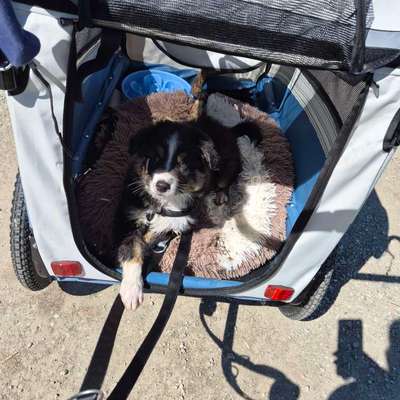 Hundetreffen-Welpentreffen/Hundetreffen in Velden und nahen Umkreis-Bild