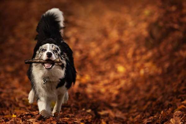 Hundetreffen-Gassirunde-Bild