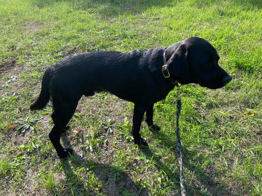 Der Gewichts-Thread-Beitrag-Bild