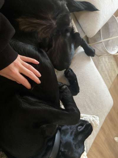 Tipps, Tricks, Klatsch und Tratsch über den Labrador-Beitrag-Bild