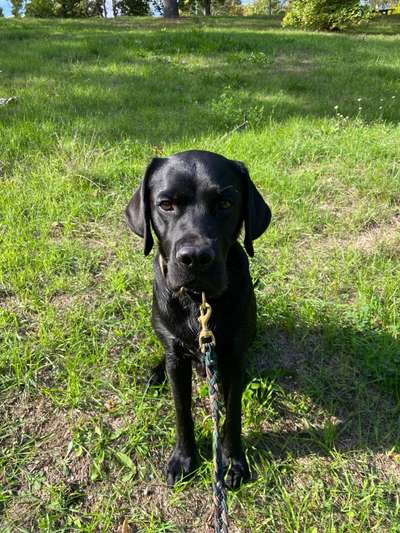 Der Gewichts-Thread-Beitrag-Bild