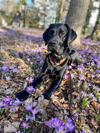 Dogorama Photo Challenge - Der Frühling kommt-Beitrag-Bild