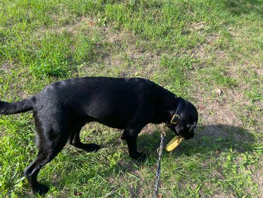 Der Gewichts-Thread-Beitrag-Bild