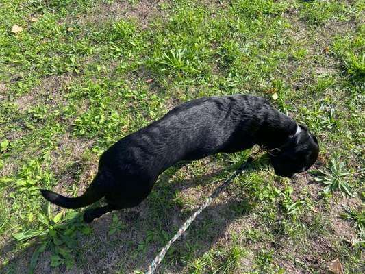 Der Gewichts-Thread-Beitrag-Bild