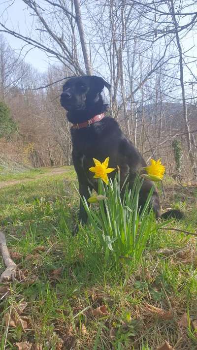 Challenge 23 : "  Euer Hund beim Frühlingserwachen "-Beitrag-Bild