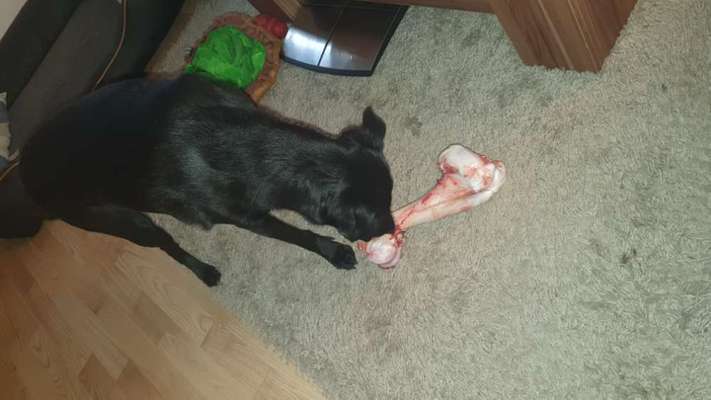 Labradorfans-Beitrag-Bild