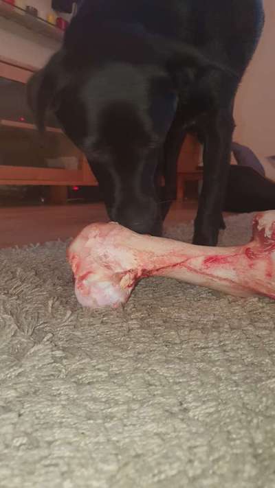 Labradorfans-Beitrag-Bild