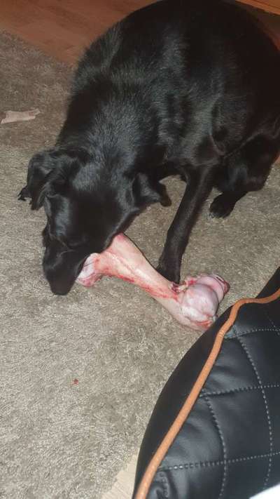 Labradorfans-Beitrag-Bild