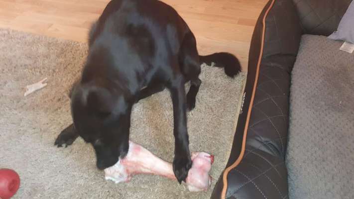 Labradorfans-Beitrag-Bild