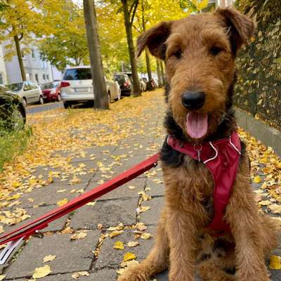 Hundetreffen-Treffen zum Spielen in Adlershof-Bild