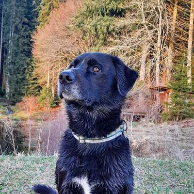 Hundetreffen-Oster-Runde rund um Königsfeld im Schwarzwald am 8.4.