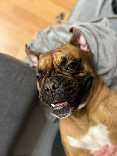 Hundetreffen-Boxerpartner gesucht-Bild