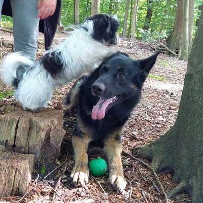 Hundetreffen-Freundinnen willkommen,gerne grosse Mädels-Bild