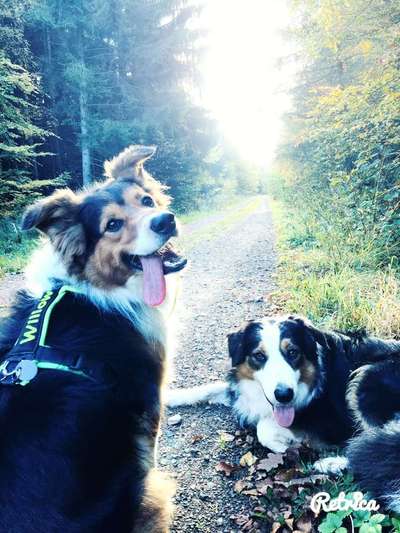 Aussies-Beitrag-Bild