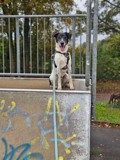 Tierschutzhunde suchen ein Zuhause-Beitrag-Bild