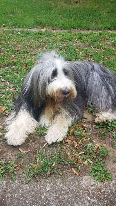 Dein Hund im Dogorama-Kalender 2021-Beitrag-Bild