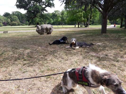 Dein Hund im Dogorama-Kalender 2021-Beitrag-Bild