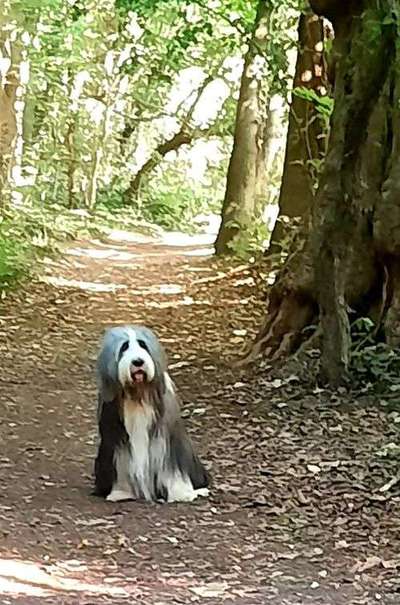 Dein Hund im Dogorama-Kalender 2021-Beitrag-Bild