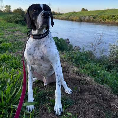 Hundetreffen-Die Welt kennenlernen