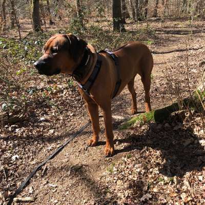 Hundetreffen-Spaziergang mit eventuell spielen/topen-Bild