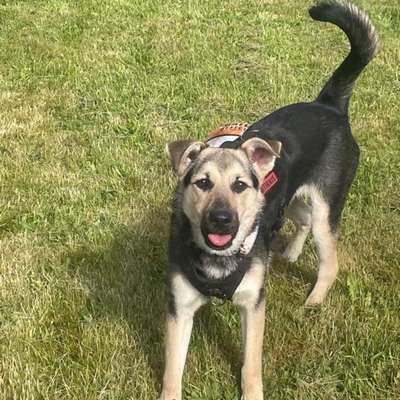 Hundetreffen-Spielen und Gassi gehen-Bild