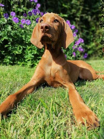 Die Dogorama Monats Challenge "Es grünt und blüht"-Beitrag-Bild