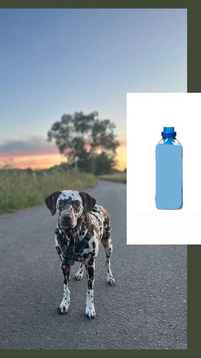 Wie heißt dein Hund?-Beitrag-Bild