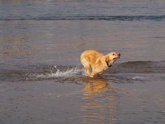 Dogorama-Monats-Challenge-Mai "Wasser"-Beitrag-Bild