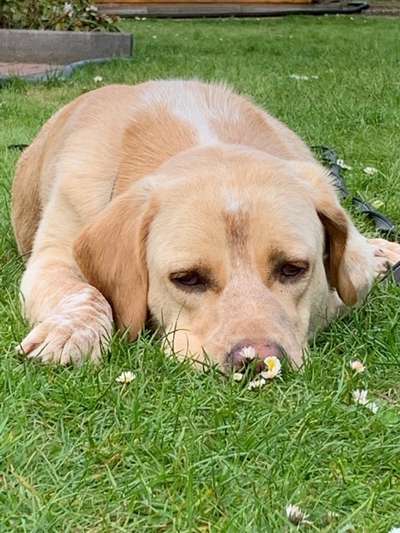 Die Dogorama Monats Challenge "Es grünt und blüht"-Beitrag-Bild