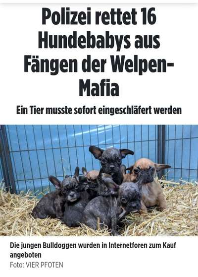 Brachycephale Hunderassen-Beitrag-Bild