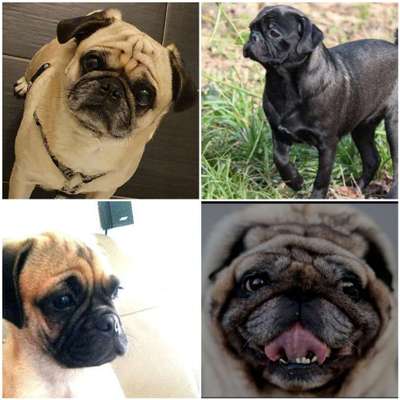 Brachycephale Hunderassen-Beitrag-Bild