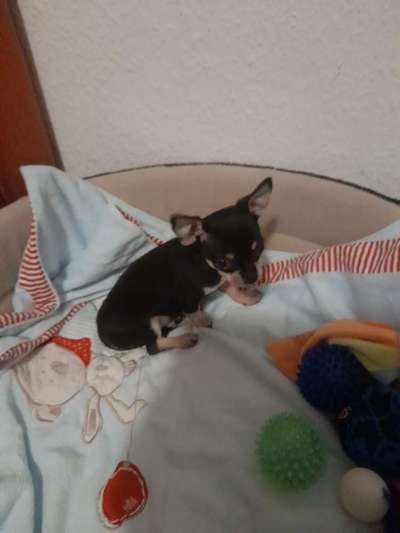 Das erste Bild eures Hundes-Beitrag-Bild