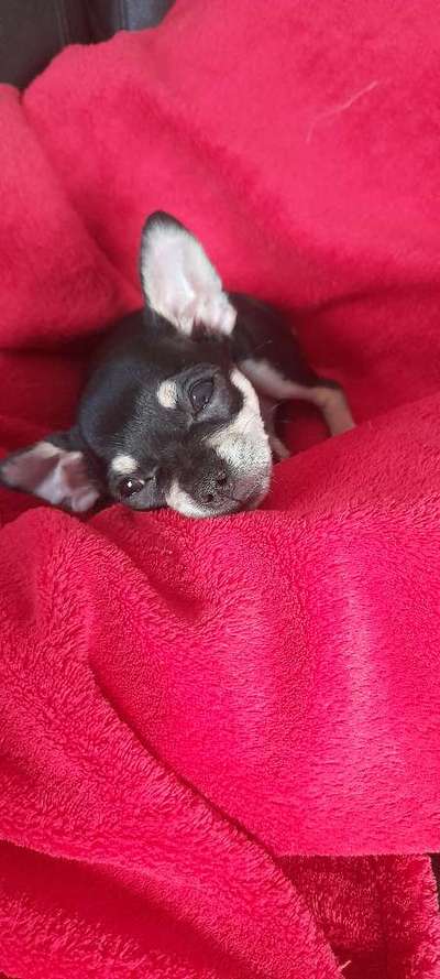 Dogorama Photo Challenge - Hundeblick zum hinschmelzen-Beitrag-Bild