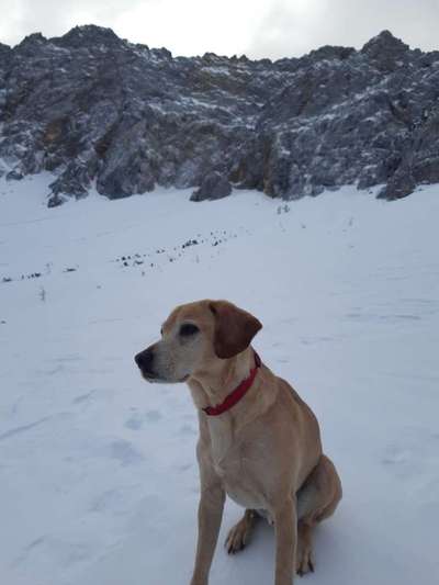 Dogorama Photo Challenge - Be my valentine-Beitrag-Bild