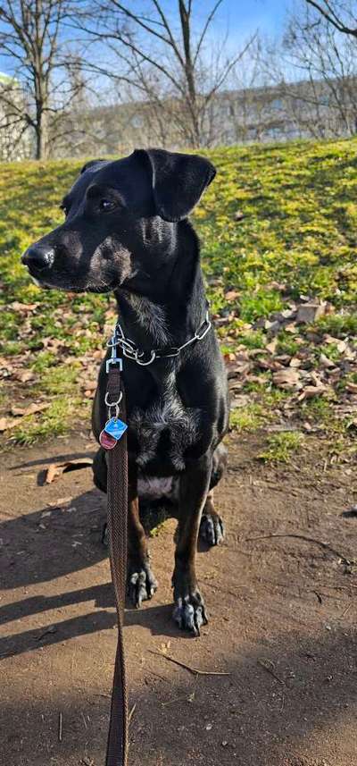 Labradorfans-Beitrag-Bild