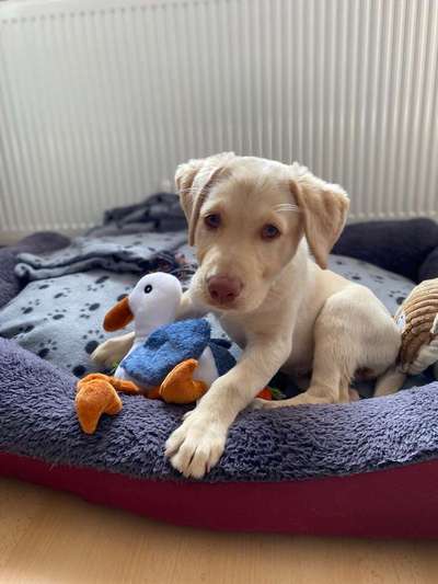 Welpen Bilder !-Beitrag-Bild