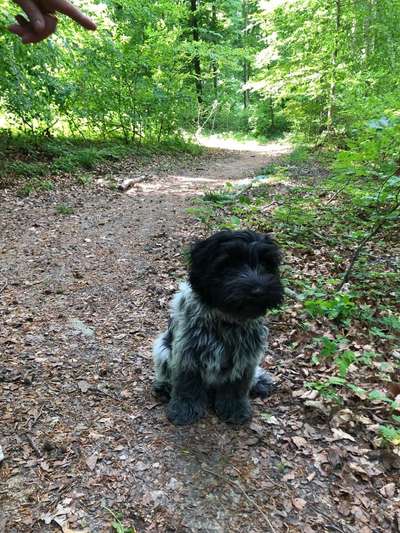 Hundetreffen-Gassi- und Spielrunde Marbach Süd-Bild
