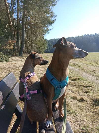 Dogorama Photo Challenge - Der Frühling kommt-Beitrag-Bild