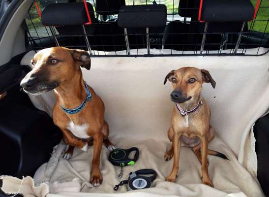 FOTOCHALLENGE 70 - Dein Hund im Auto-Beitrag-Bild