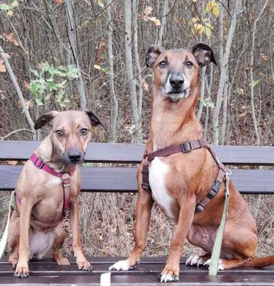 Podencomischling oder Podenco-Beitrag-Bild