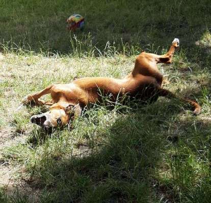 Dein Hund im Dogorama-Kalender 2021-Beitrag-Bild