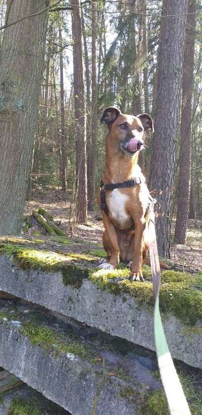 Dein Hund im Dogorama-Kalender 2021-Beitrag-Bild