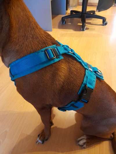 Podencomischling oder Podenco-Beitrag-Bild