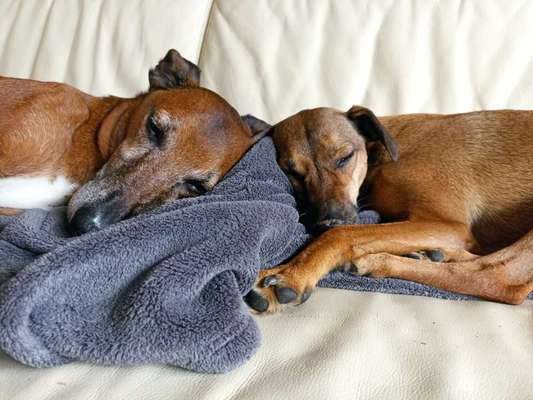 Die Dogorama Kalender Challenge Titelbild-Beitrag-Bild