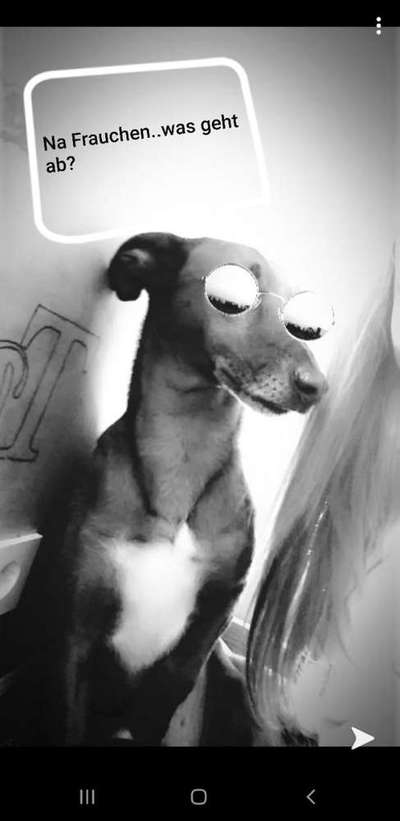 Hunde Memes-Beitrag-Bild