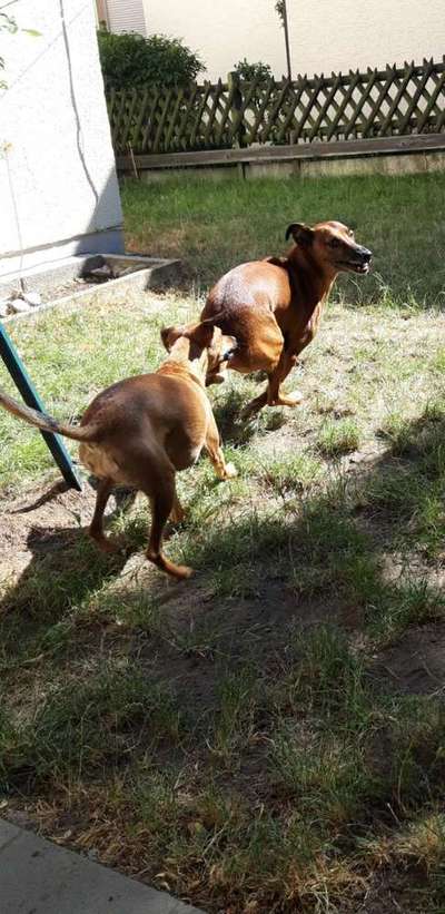 Dein Hund im Dogorama-Kalender 2021-Beitrag-Bild