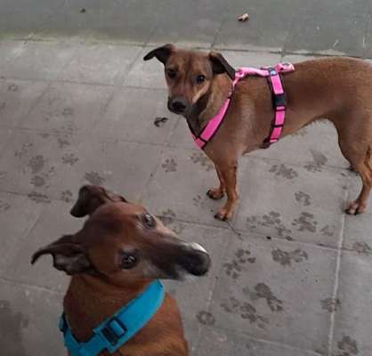 Podencomischling oder Podenco-Beitrag-Bild