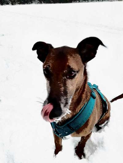 Der Hund als Cartoon-Beitrag-Bild