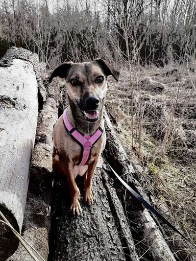 Der Hund als Cartoon-Beitrag-Bild